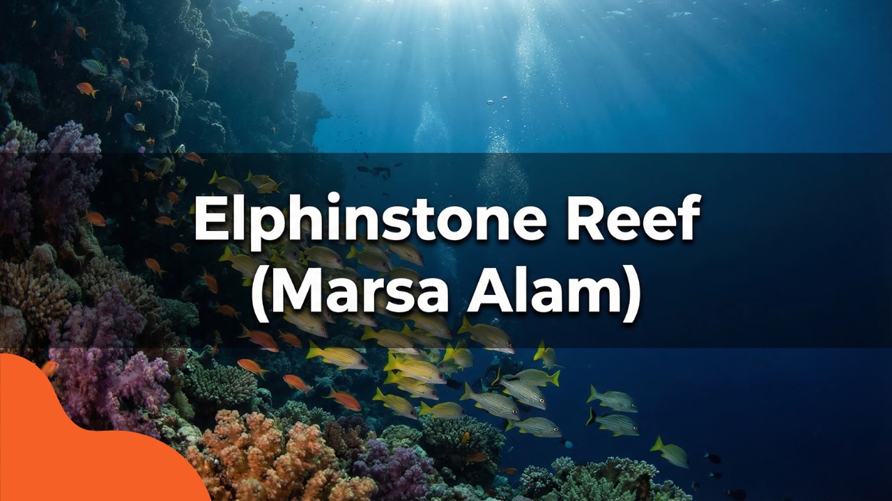Rafa Elphinstone (Marsa Alam)